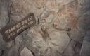 Mummified Bobcat,  Grand Canyon Caverns